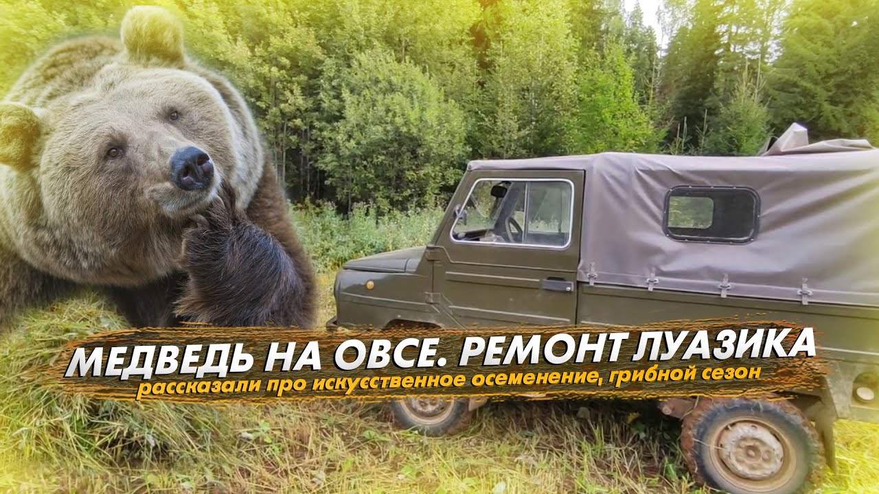 Медведь на овсе🐻. Про искусственное осеменение. Ремонт ЛУАЗика. Грибы