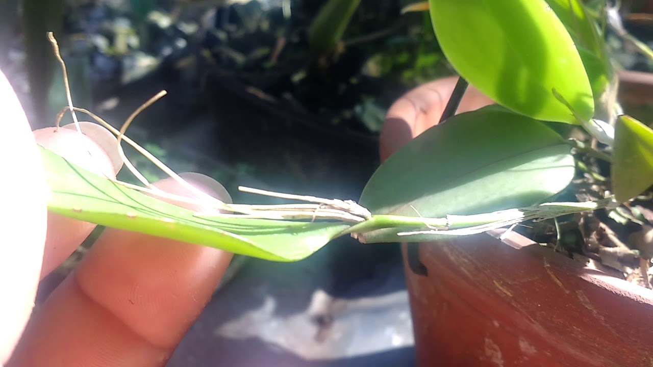 Restrepia brachypus
