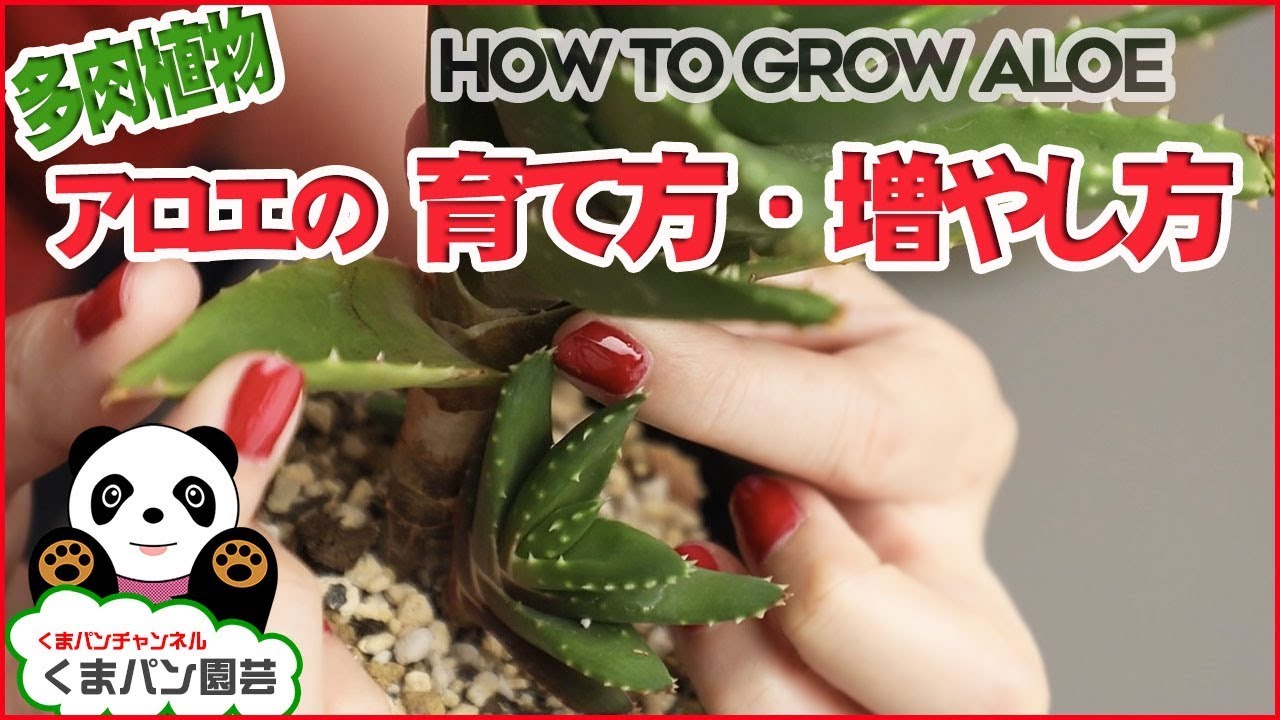 アロエの増やし方・育て方・多肉植物【くまパン園芸】