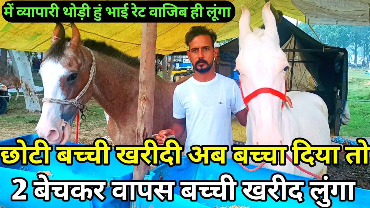 घोड़ी और बच्चा 2 संभल नहीं रहा है बेच दूंगा और छोटी बच्ची लूंगा।। horse market 2022