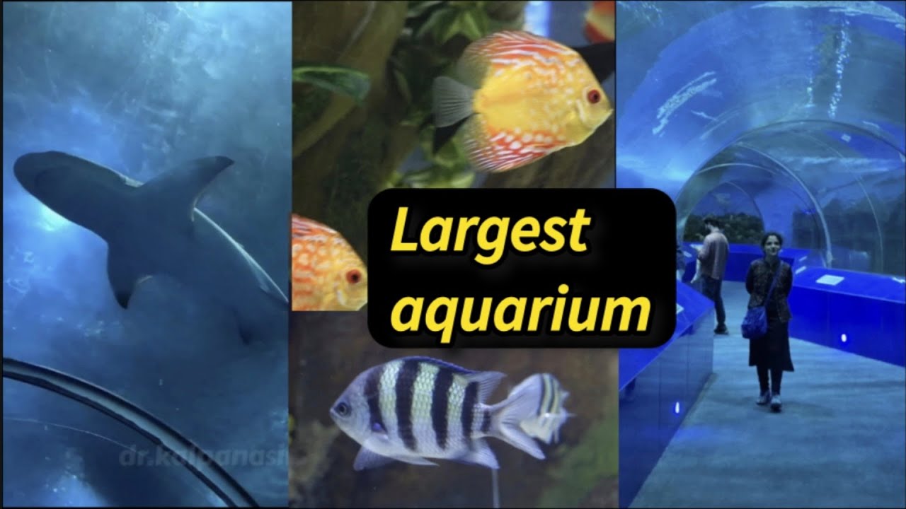India's largest aquarium | largest aquatic gallery | भारत की सबसे बड़ी aquatic gallery | aquarium 