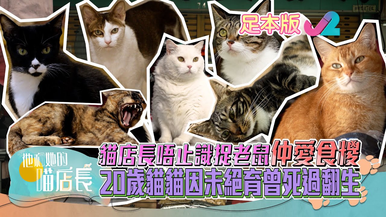 【足本睇】他和她的喵店長 第6集- 九龍城老店裡的貓咪小天使| J2