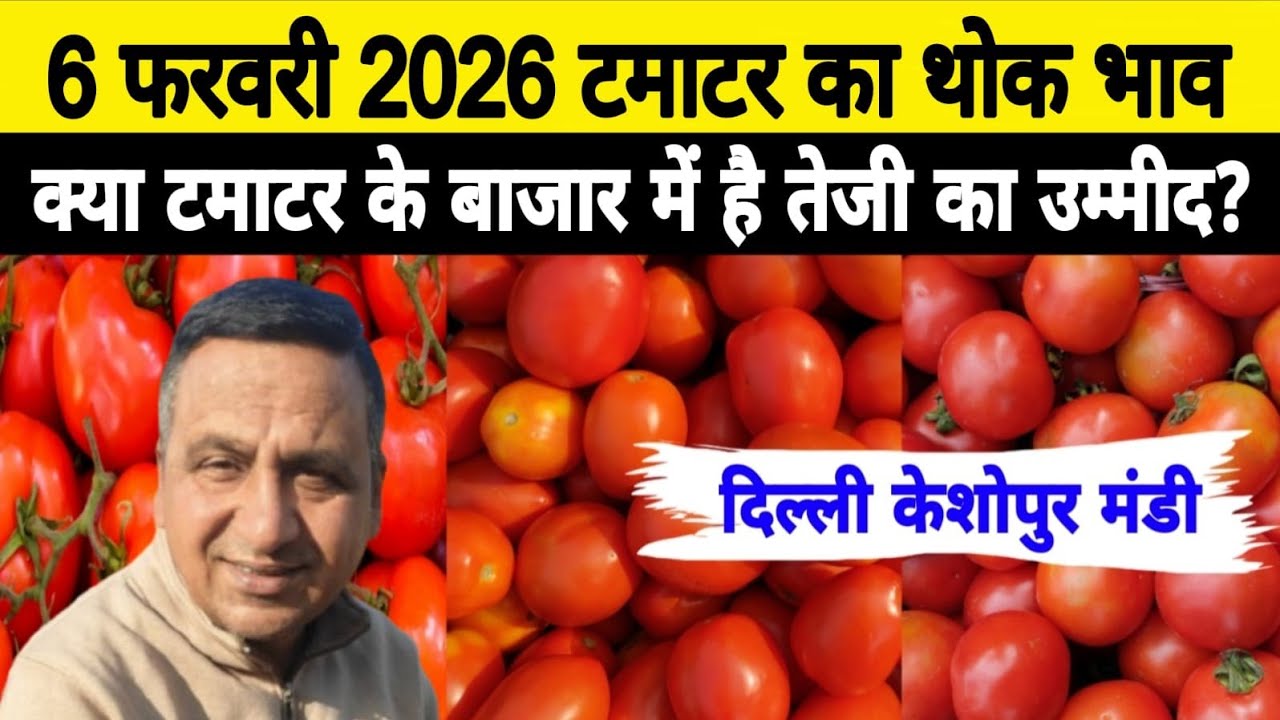 6 Feb 2026 Delhi 🍅 टमाटर होलसेल भाव | Keshopur Mandi | Today Tomato Rate #tamatar #tamatarmandi