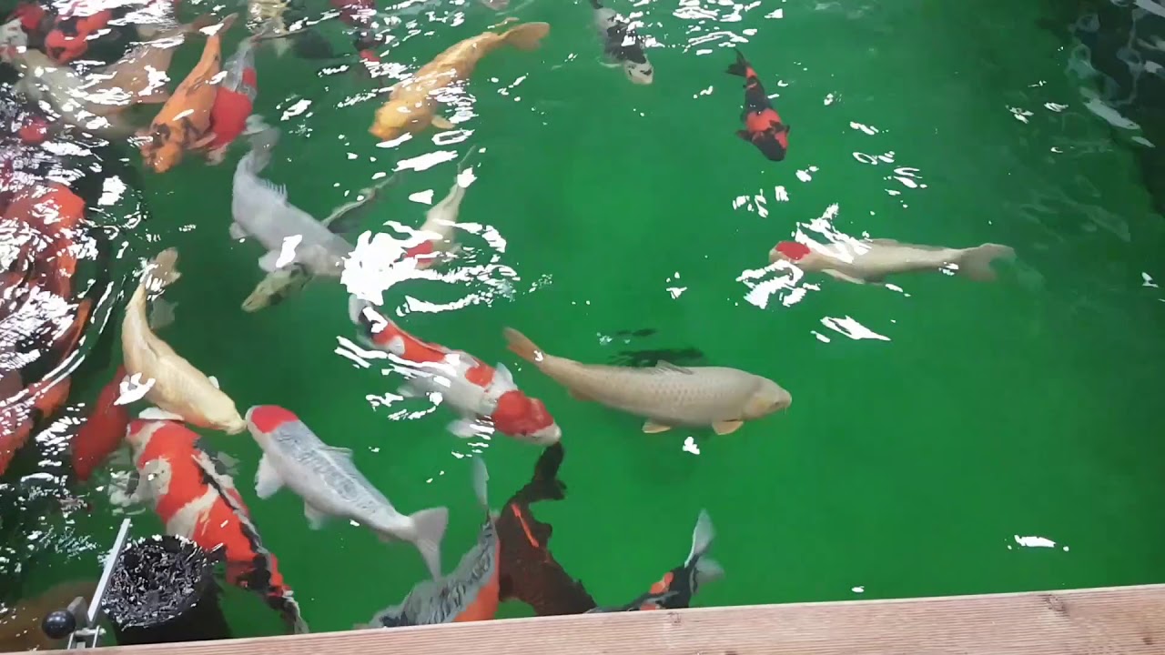 Netradičn&iacute; zimovi&scaron;tě pro japonsk&eacute; kapry koi