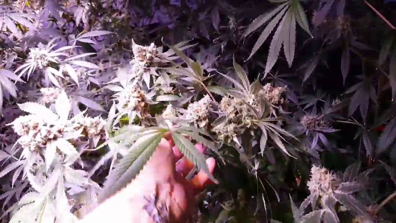 Getting Frosty Day 59 with 2x Perfect Sun 1000s LED grow journal    TONS of tips   drippers etc