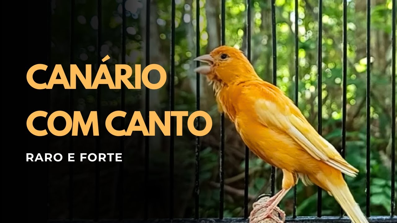 Canário com Canto Raro e Forte – Ótimo para Seu Mestre Canário HD - CANARY SOUND MELODY