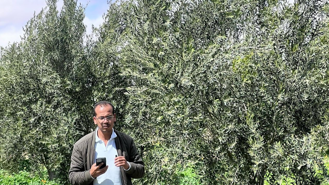موضوع شامل حول إنجاح مرحلة #التزهير خصوصا فما يتعلق بالسقي والتسميد الأرضي والورقي بالبور والزنك 🫒🌿