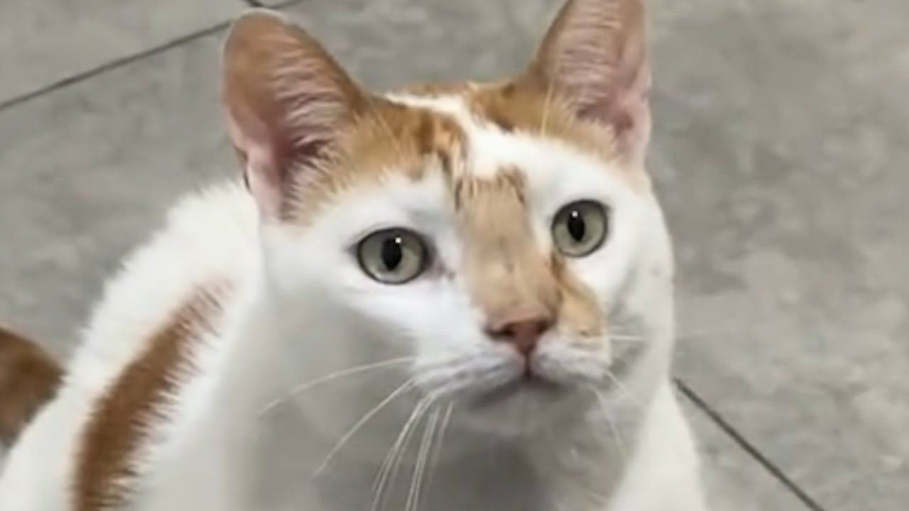 Кот отблагодарил ветеринара самым милым способом.