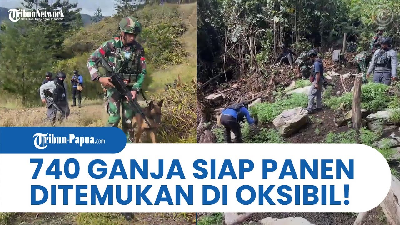 740 Pohon Ganja Siap Panen Ditemukan Yonif 751/Vira Jaya Sakti di Oksibil, Pegunungan Bintang