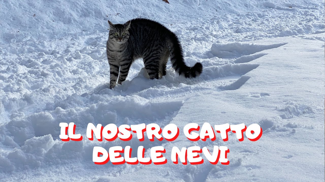il nostro gatto delle nevi - Ep. 283 - Vita in Montagna