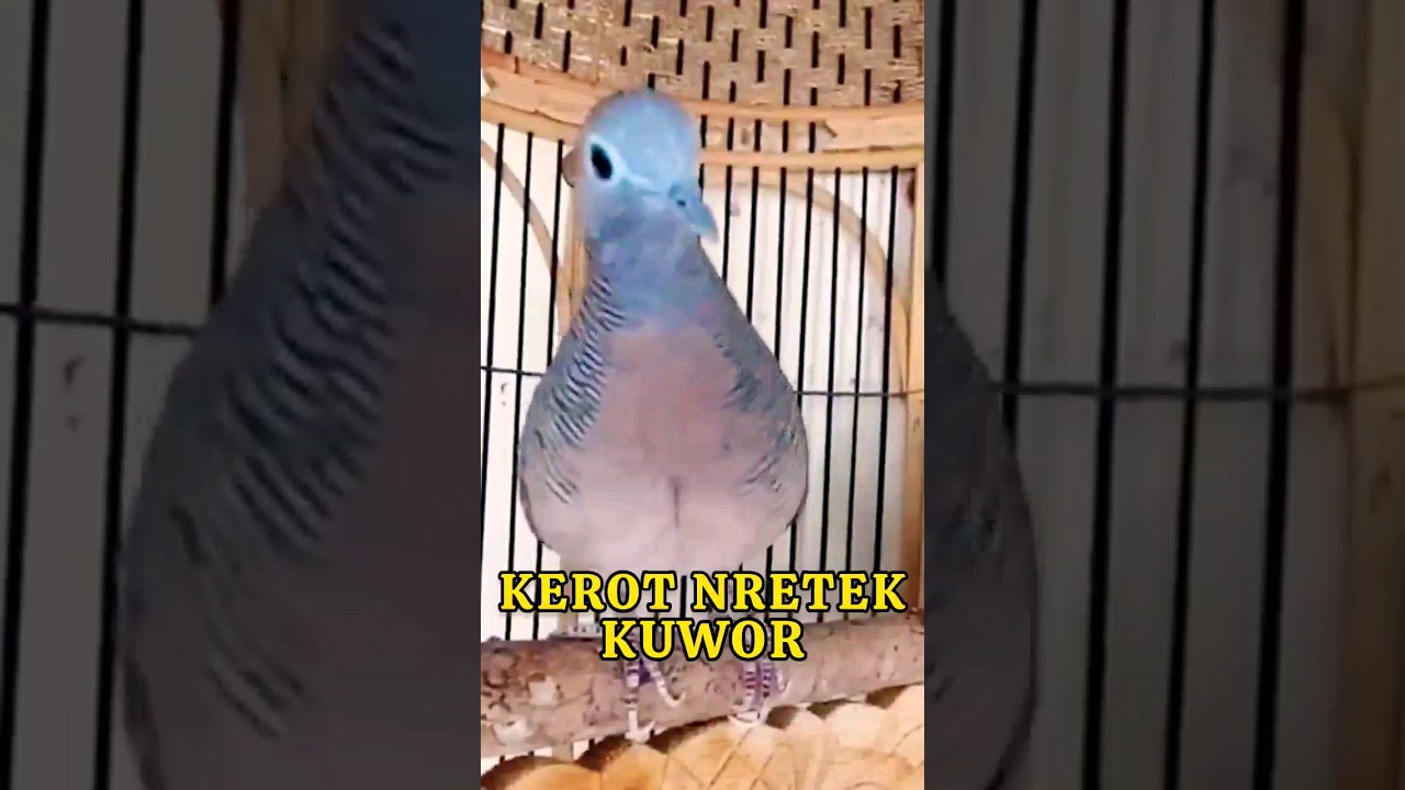 Perkutut Lokal Nguwor Nretek Kerot ‼️