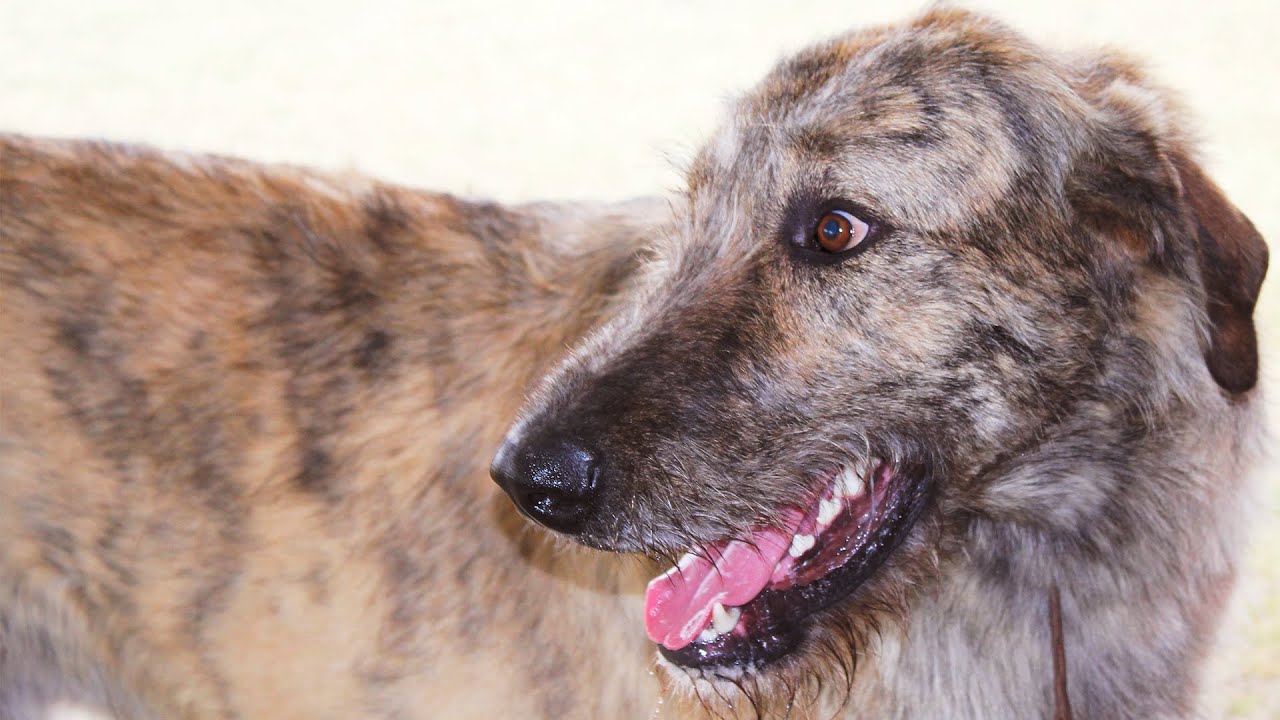Irish Wolfhound Funny Moments #103