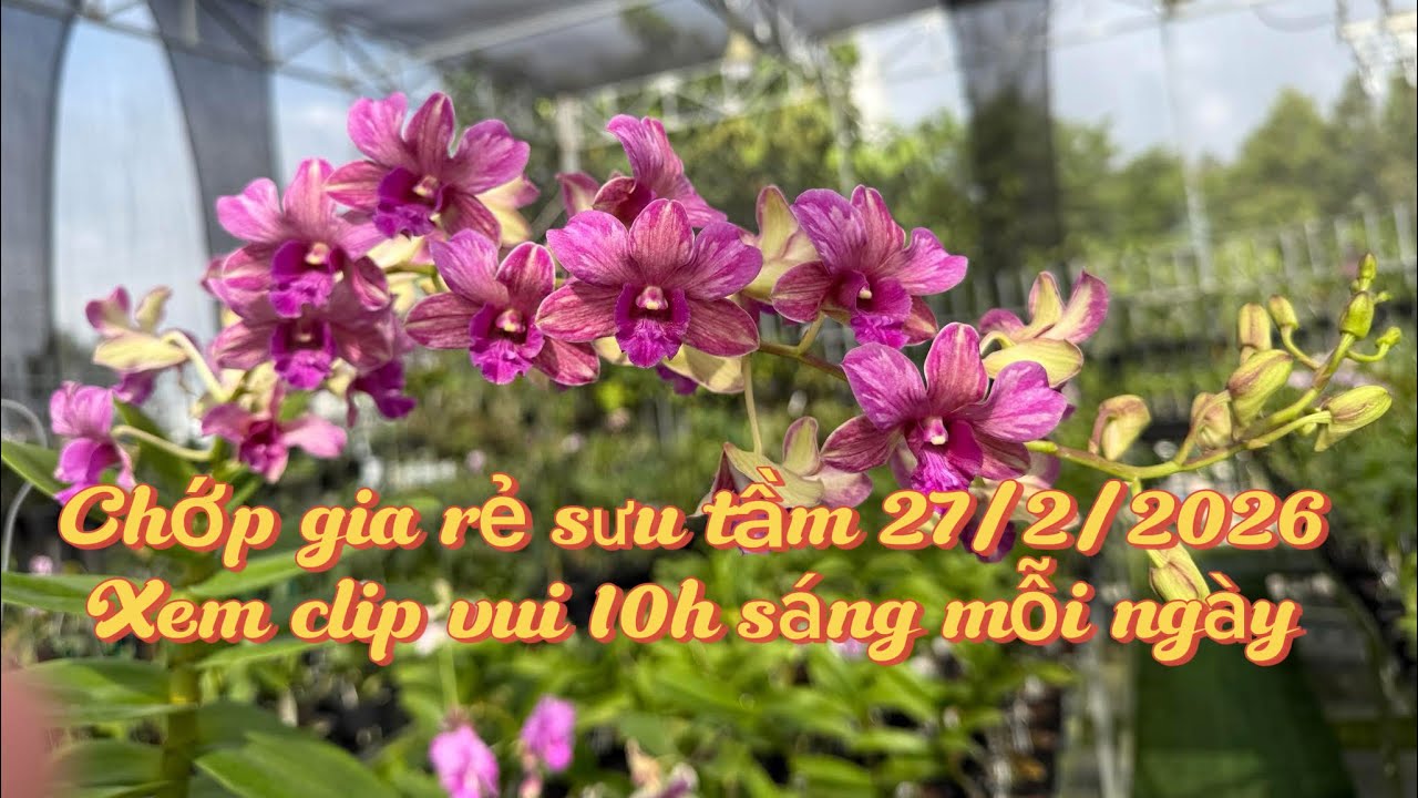 Dendro chớp sưu tầm bình dân 27/2/2026 Lh:0965385949(zalo) Thắng Long Xuyên An Giang.