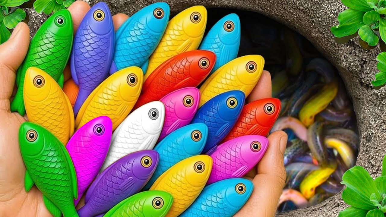 Catch beautiful aquarium fish in small pond baby turtles, eel, pencil fish, guppies blu, koi, spider