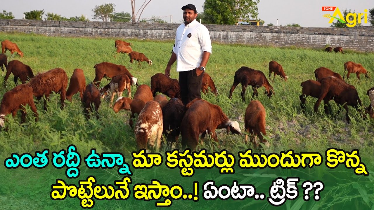 Sheep, Goat, Pottelu Business Guide | ఎంత రద్దీ ఉన్నా కస్టమర్లు ముందుగా కొన్న పొట్టేలునే.. Tone Agri
