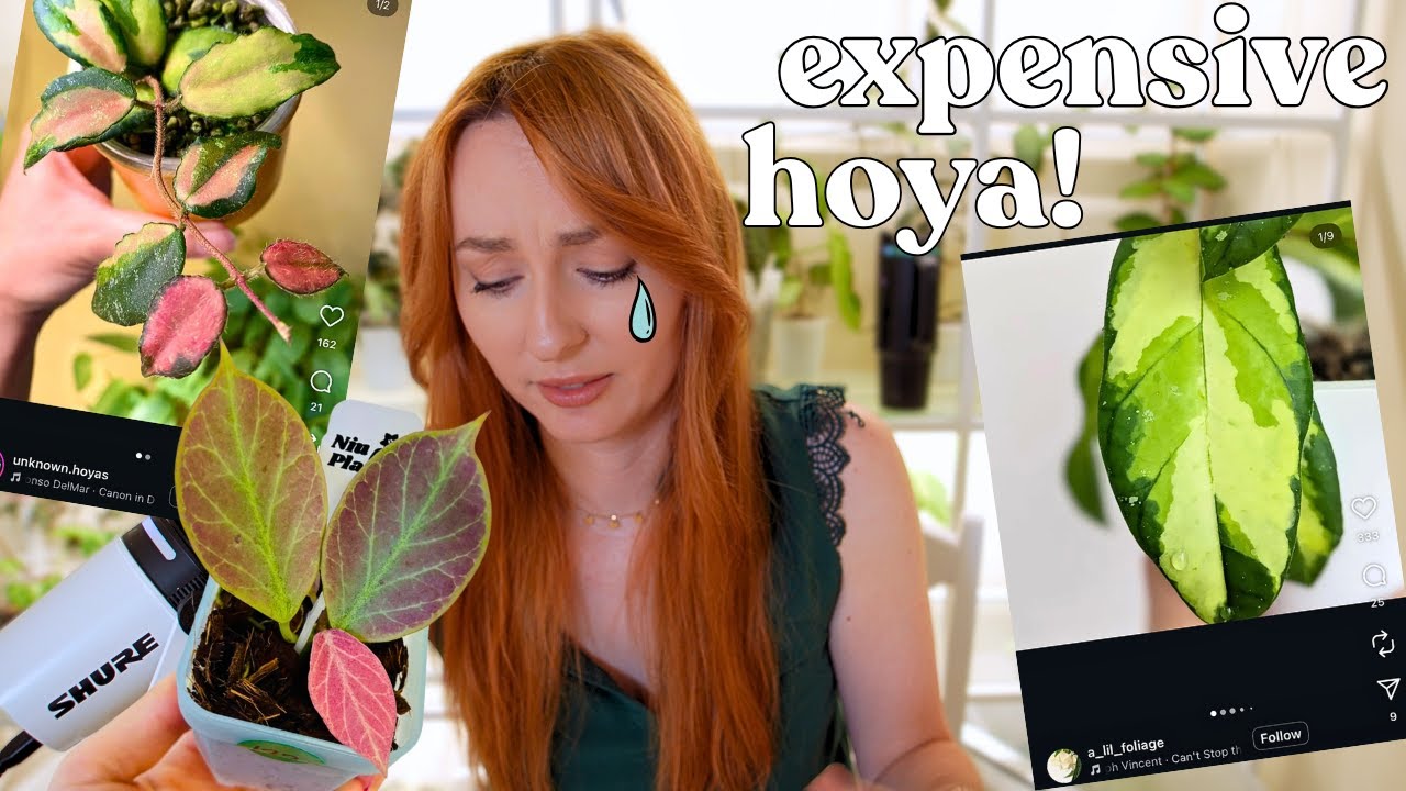 pretty hoya worth tearing up over 🥹 ...when you see the price 💰
