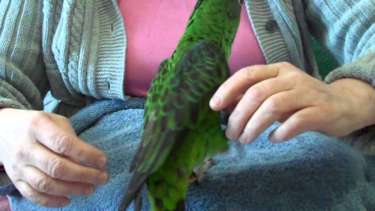 Basic Parrot Physical Exam