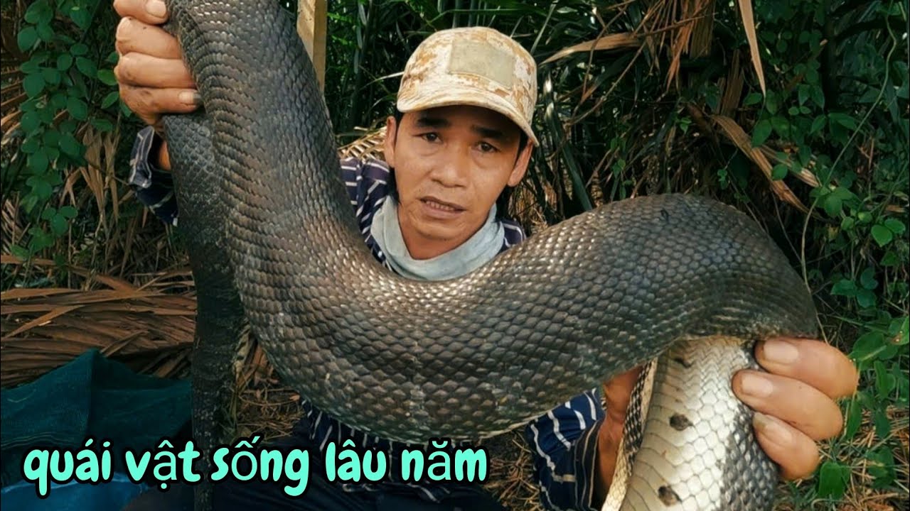 Thăm Lờ Đầu Năm Quá May Mắn Dính Con Ri Cá Sống Lâu Năm Khủng Nhất Từ Trước Tới Giờ