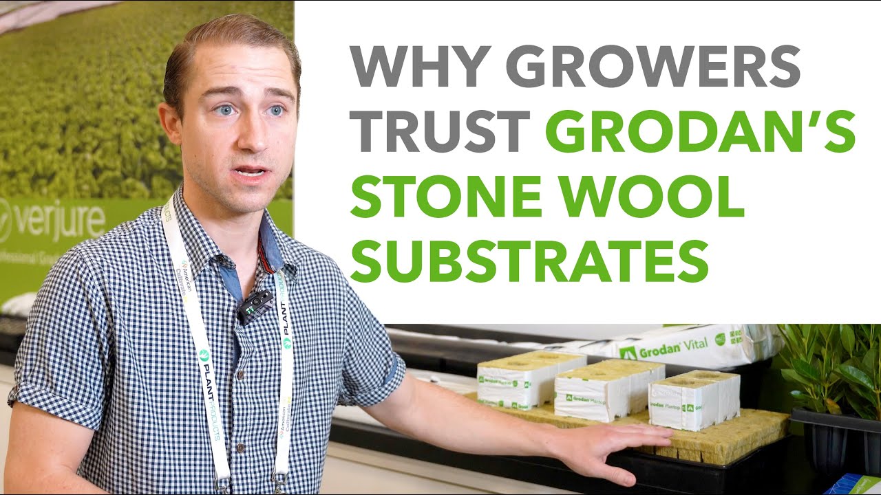 Why Growers Trust Grodan&rsquo;s Stone Wool Substrates