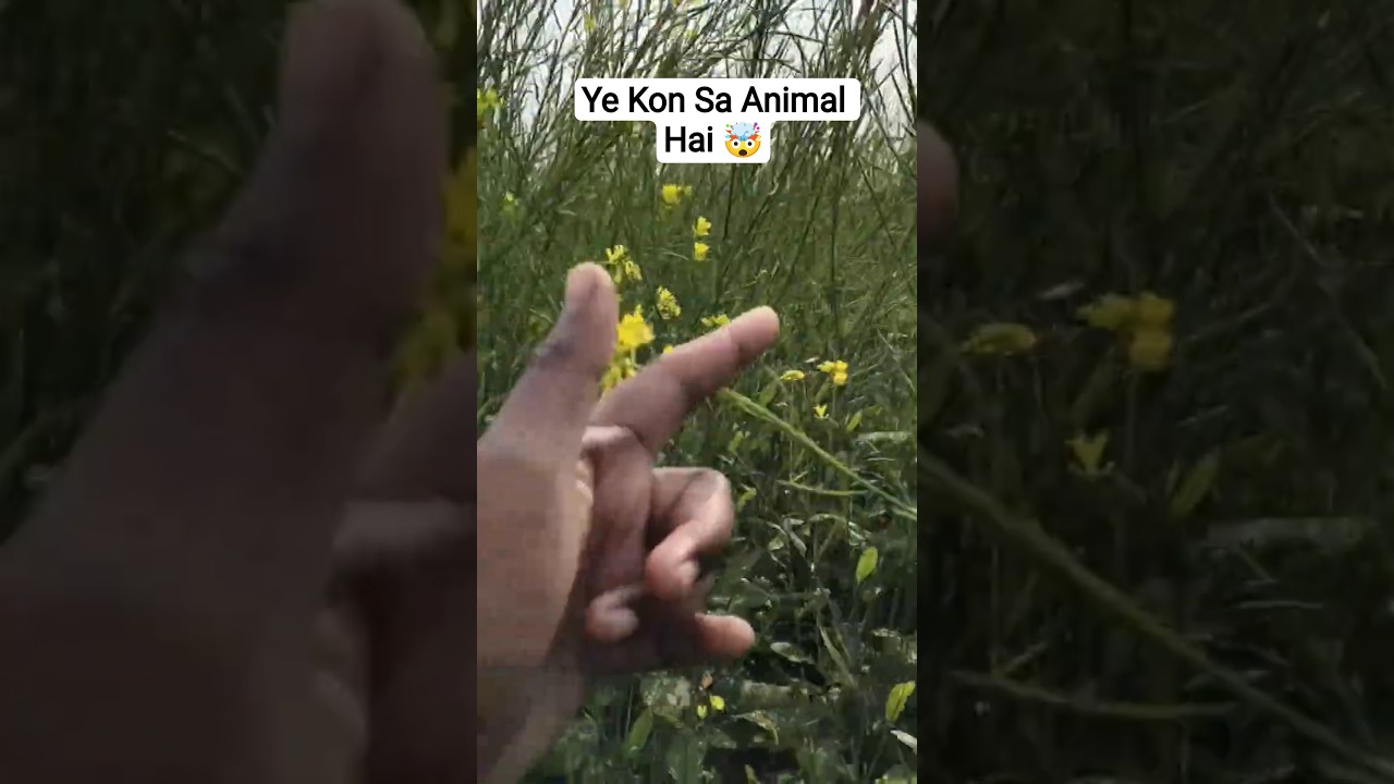 Ye Kon Sa Animal Hai 
