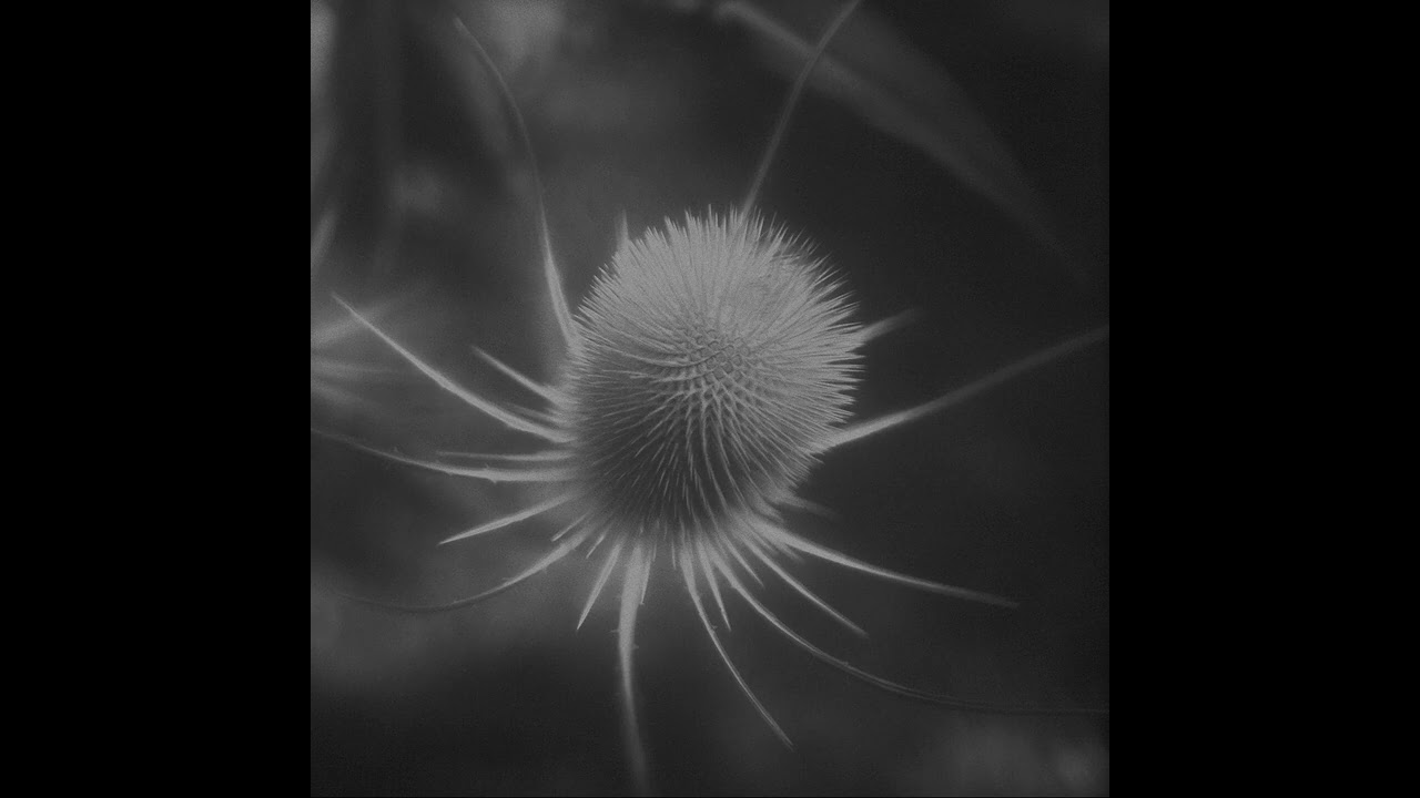 ssabæ - azurescens