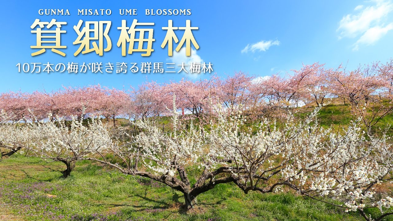 【箕郷梅林】10万本の梅が創り出す真白の雲海【群馬三大梅林】