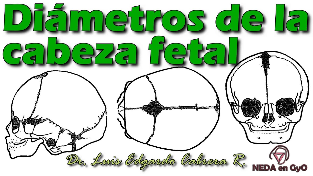 Diámetros de la CABEZA FETAL. Trabajo de parto. Explicación ¡Sencilla! MODELO ANATÓMICO y esquemas