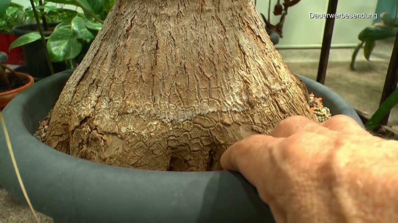 Fortsetzung Alocasia Stammstück und Dschungeltour. Wir lieben Zimmerpflanzen