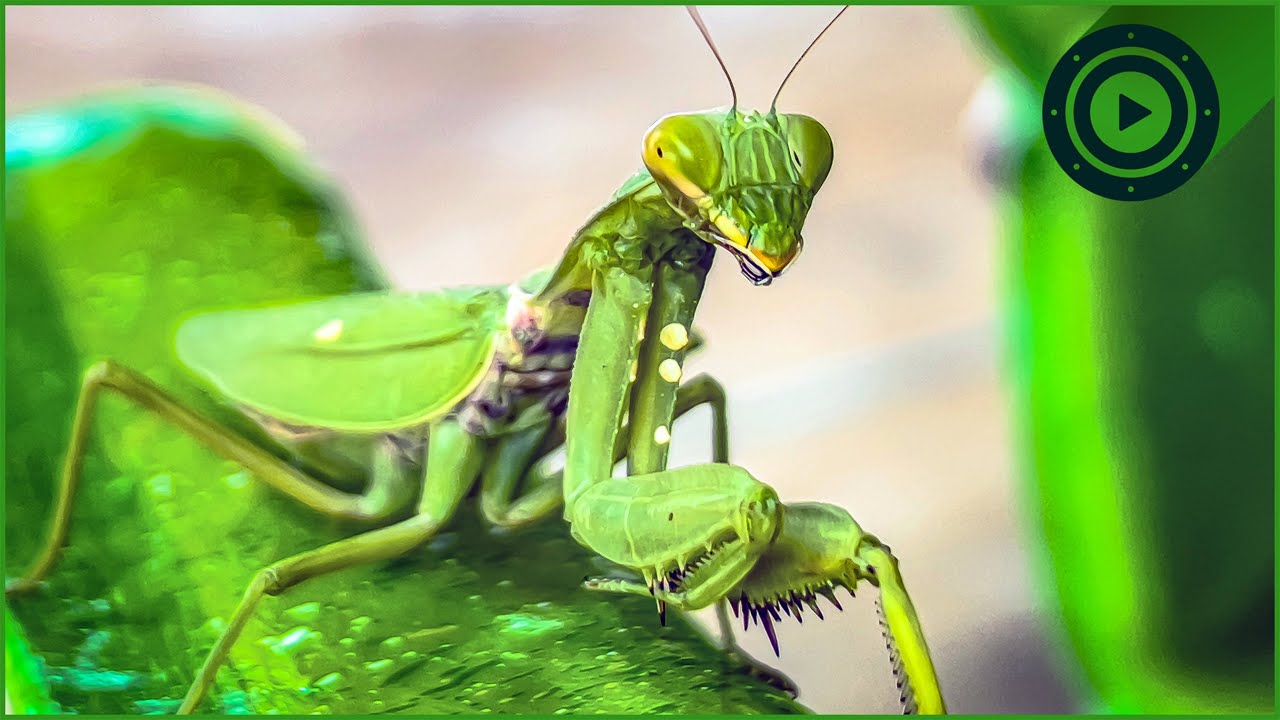 The Fiercest Hunter in Europe? Uncovering the Secrets of the Preying Mantis