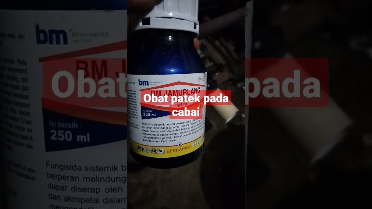 obat ampuh mengatasi patek pada cabai
