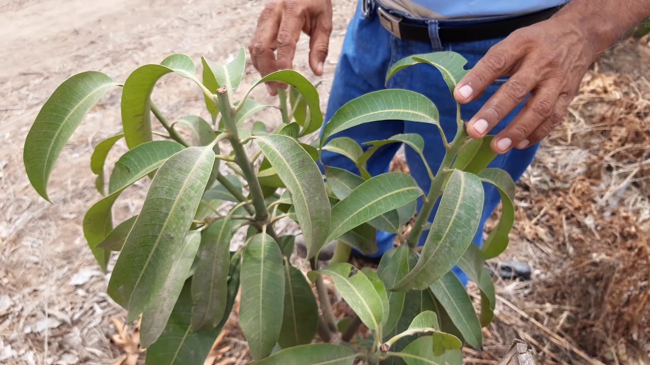 Poda de formación  de un árbol de mango Kent,  sembrado en ALTA DENSIDAD