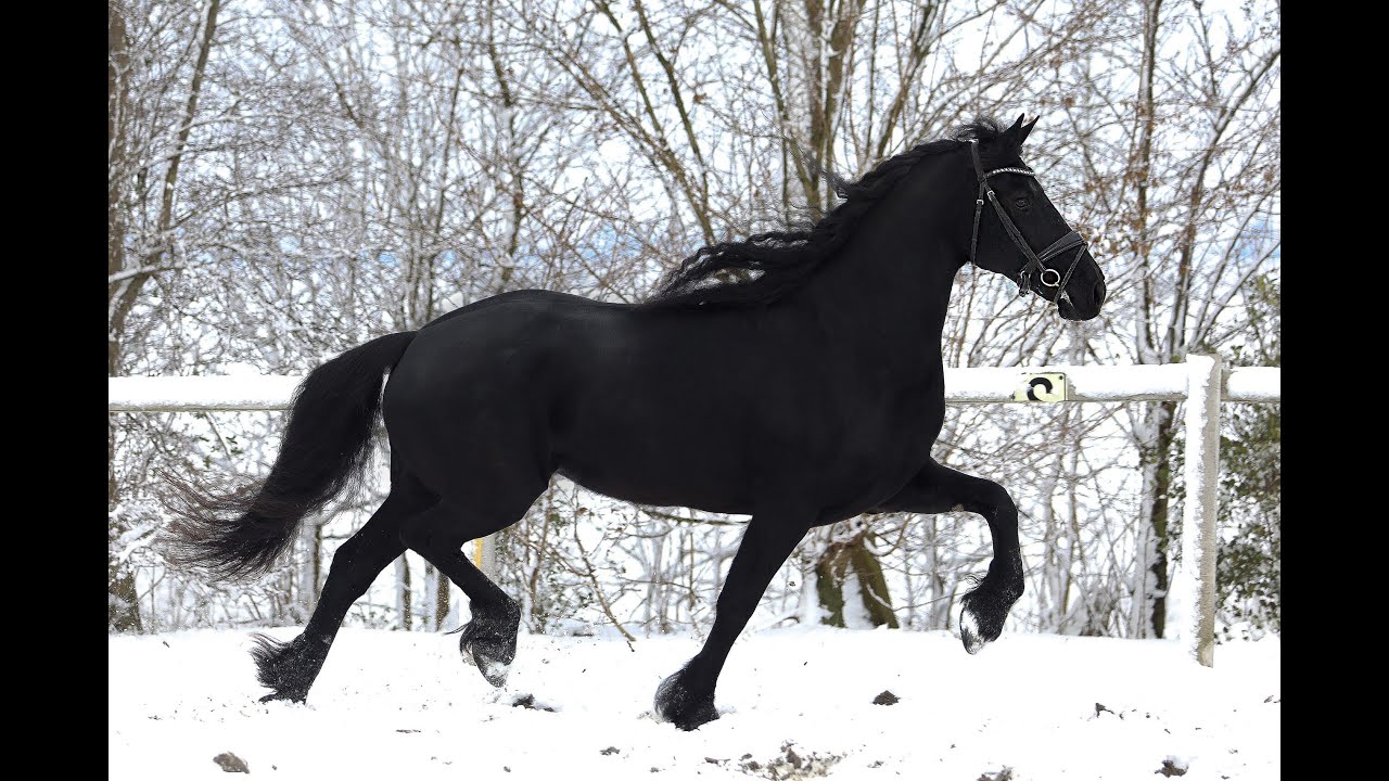 Stal Okkema's Lieke - Pier x Uwe - Ster mare - 2019 - 1.65m