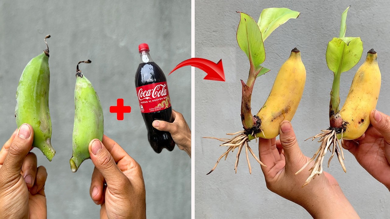 SUPER SPECIAL TECHNIQUE for propagating bananas with coca-cola, super fast growth