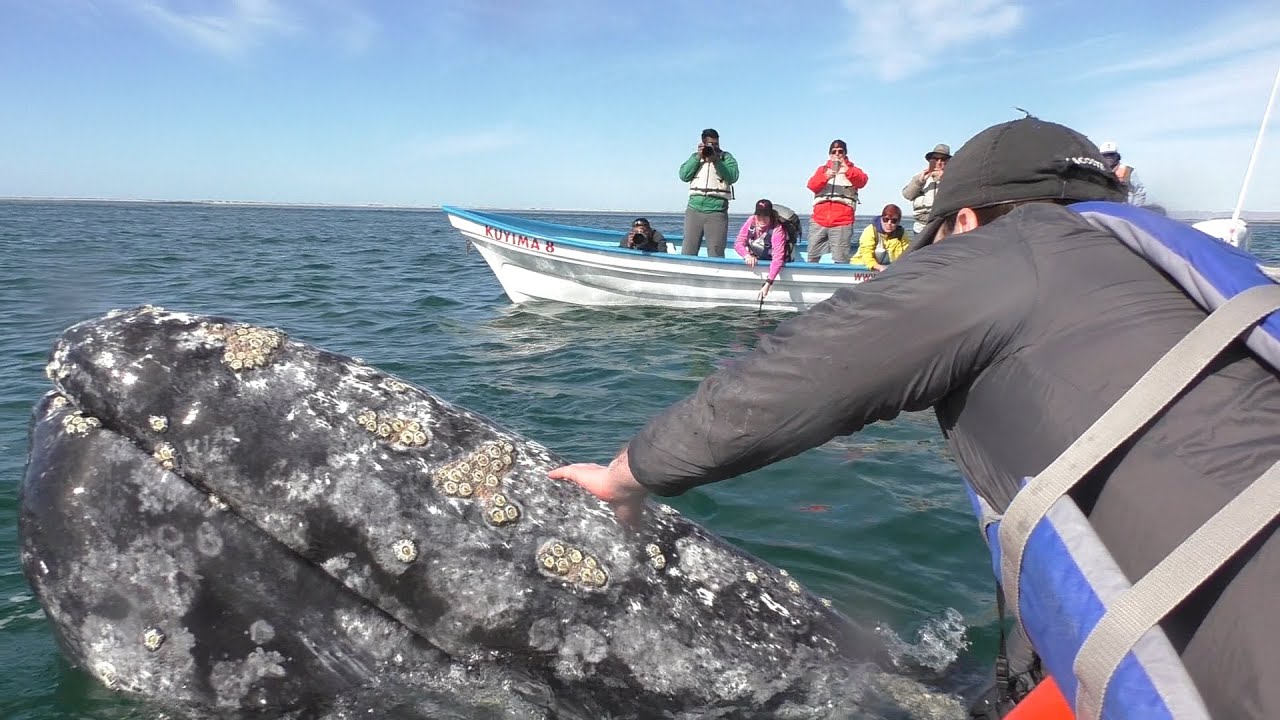 Whale watch in San Ignacio laguna, Baja California Mexico 2020