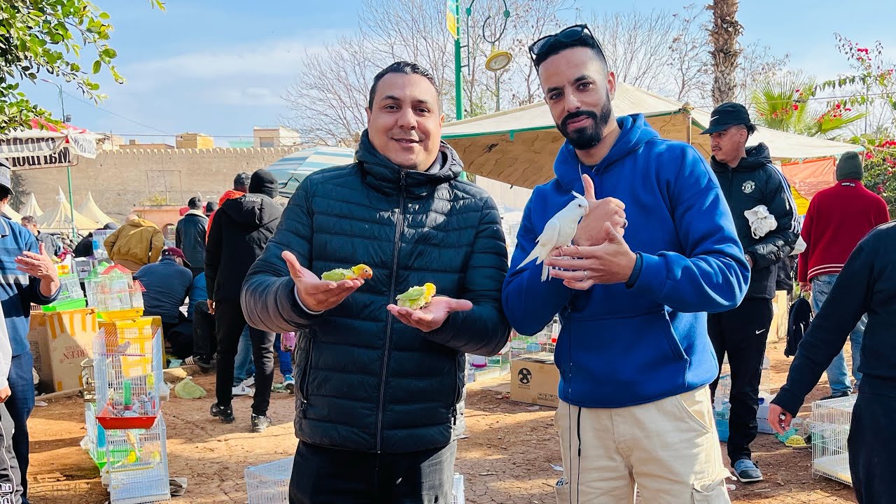 أجي نتولعو في سوق الطيور🦜 🦜بمدينة مكناس✌️🇲🇦 فورجة ممتع🤩🤩: رقم الهاتف 0619227462