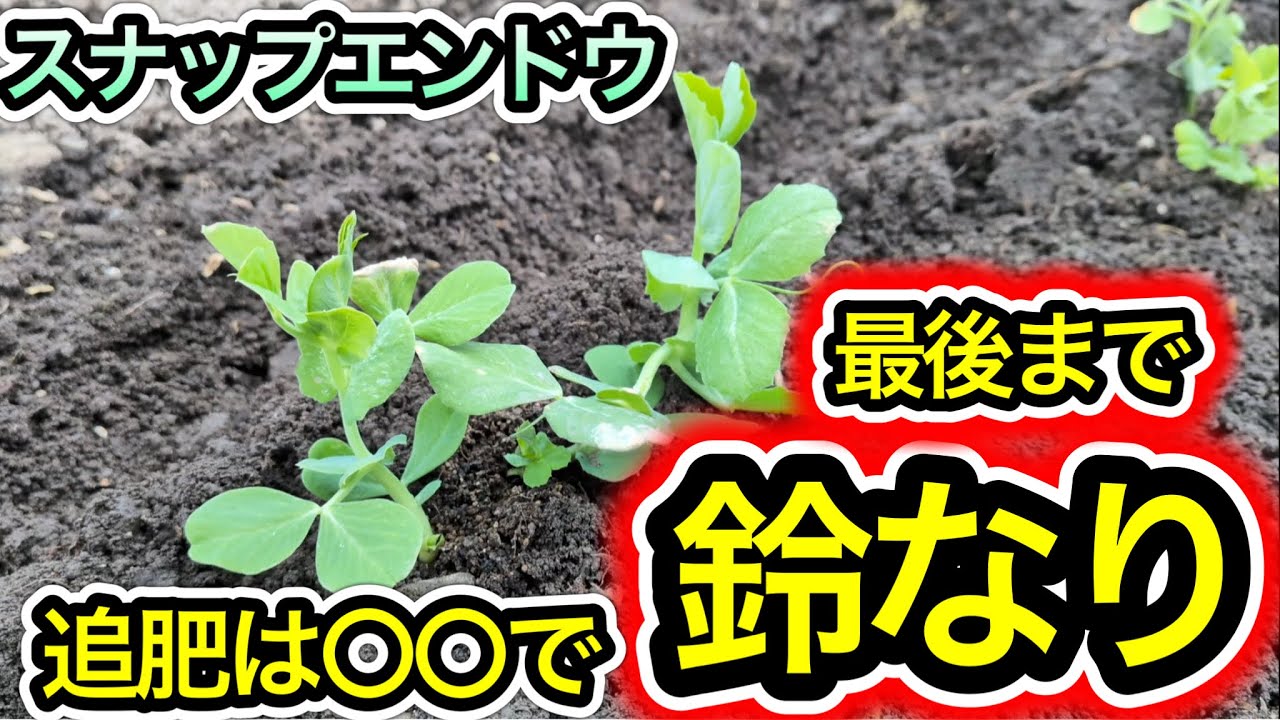 【最新版】スナップエンドウの追肥を徹底解説！長くたくさん収穫する方法