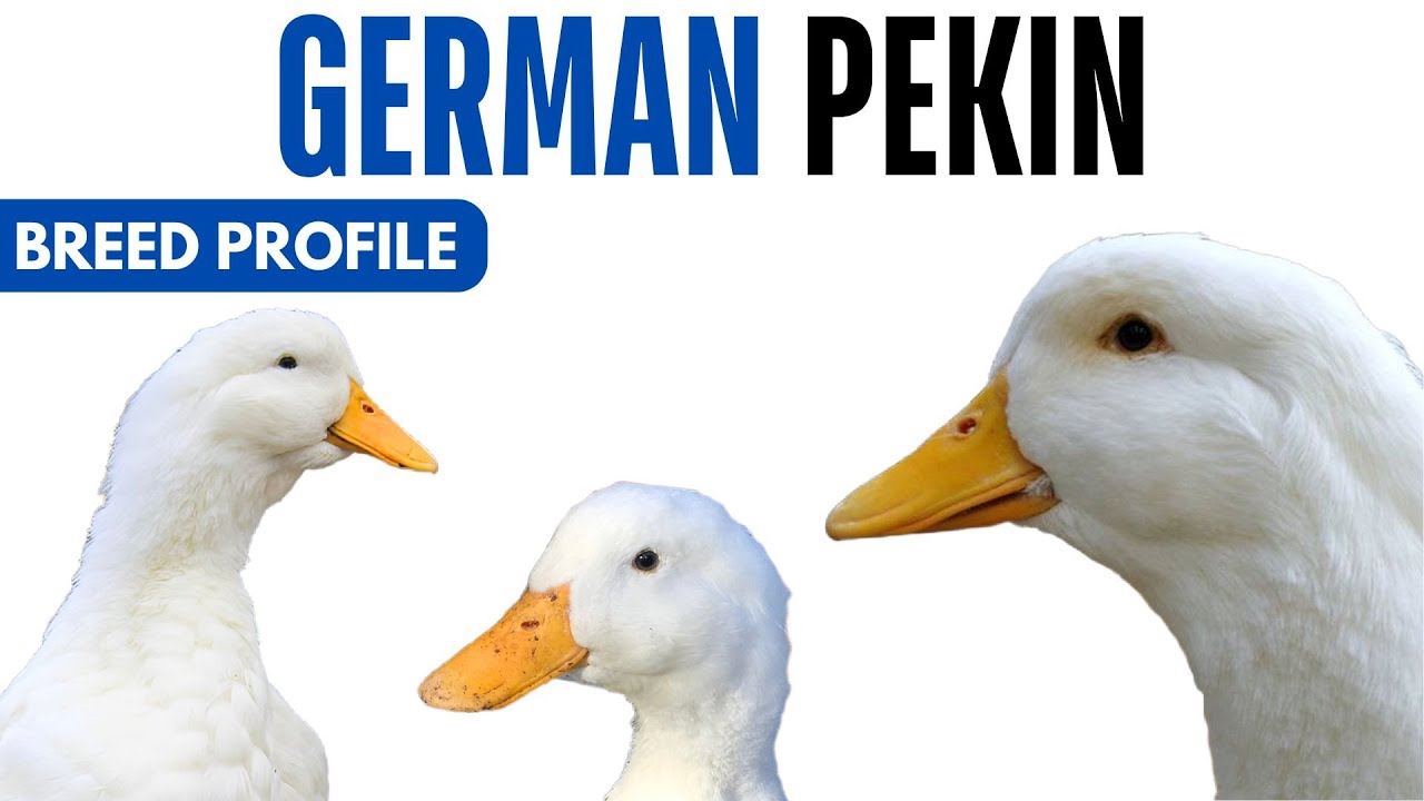 German Pekin Duck Breed Profile History Health Issues - German Pekin Duck Egg Ratio Lifespan