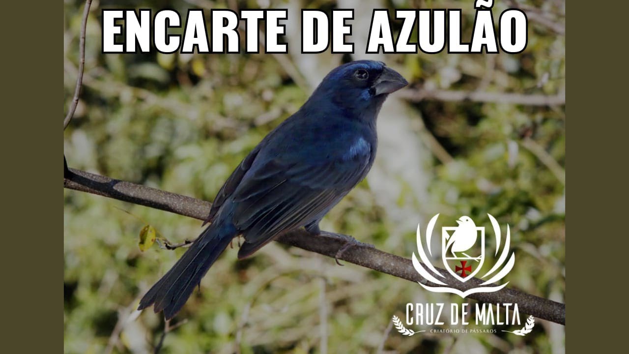 Azulão canto 2020 céu azul com arremate - encarte para filhotes