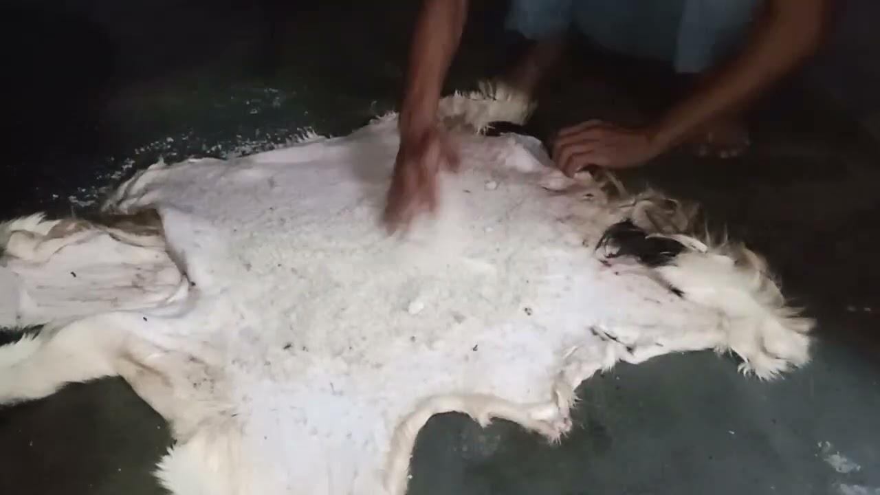Proses pengawetan kulit kambing
