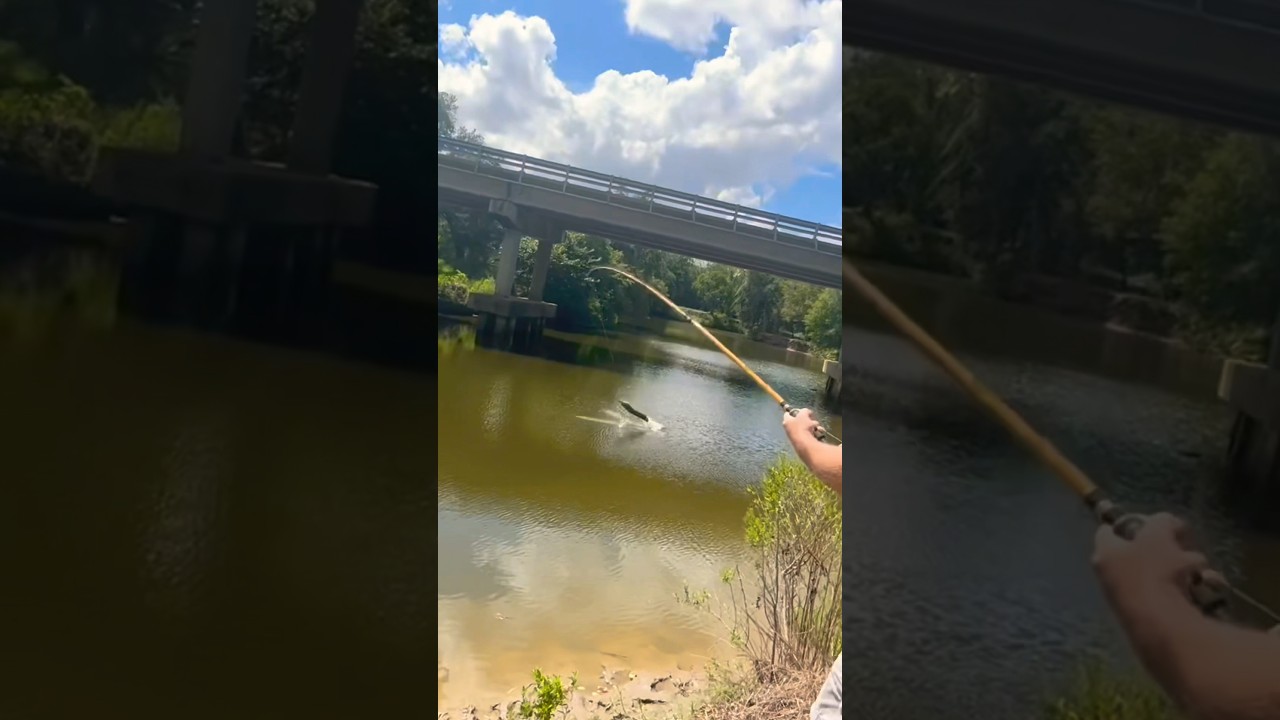 Targeting big gar and catching a bunch of ladyfish in a bayou! 