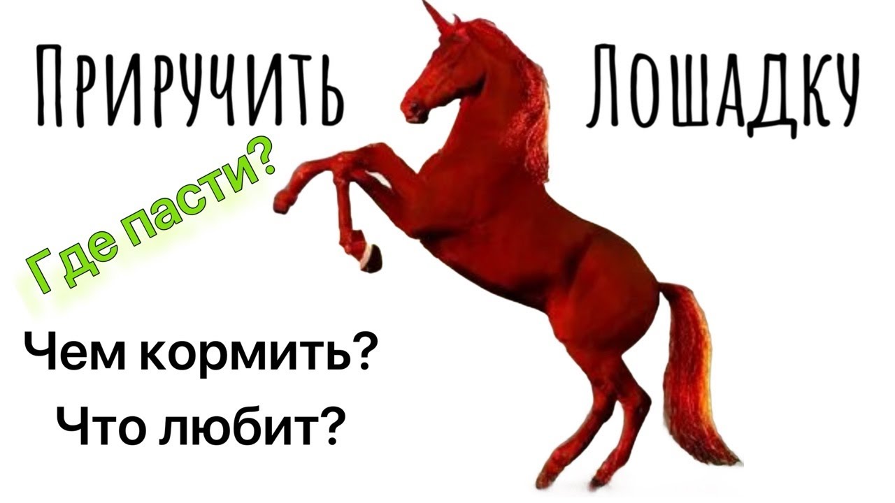 Приручить Лошадку 2️⃣0️⃣2️⃣6️⃣🌹И что она любит?🙏