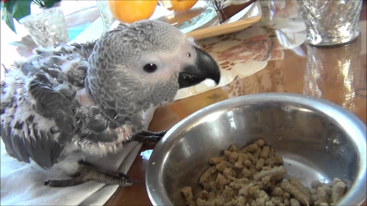 Grijze Roodstaart Papegaai Baby African Grey