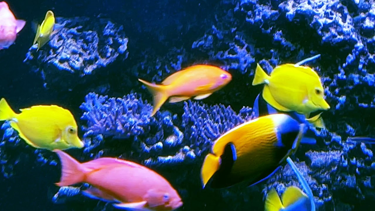 Coral and Anemone updates