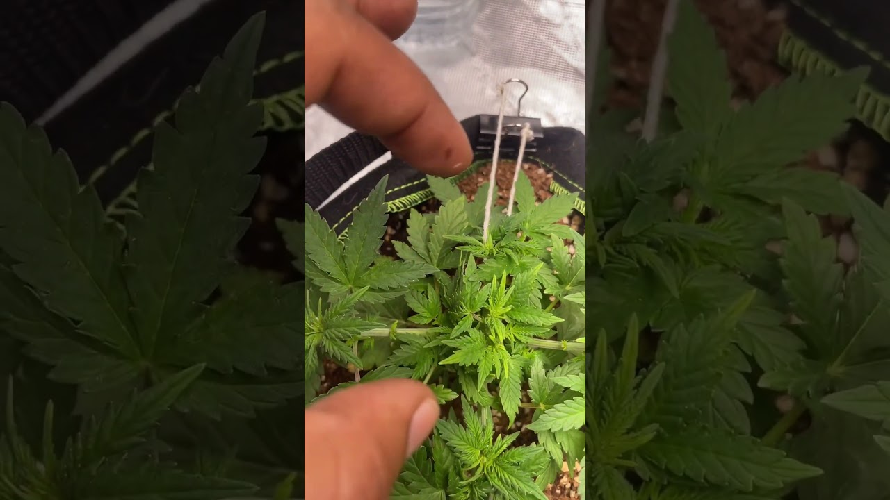 How I grow autoflowers &ldquo;gelato mints&rdquo; #indoorplants #indoorgardening #gelato