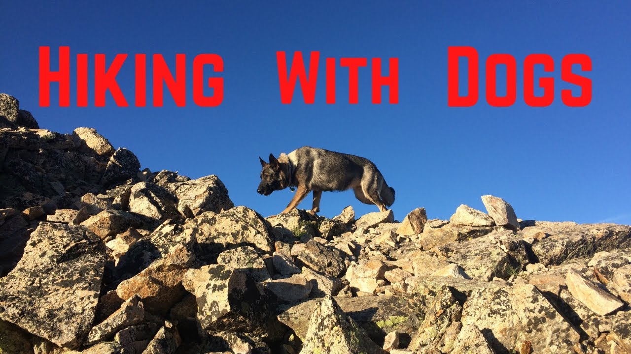 Start Hiking with Your Dog in 2021! [Tips for Any Dog and Any Adventure]