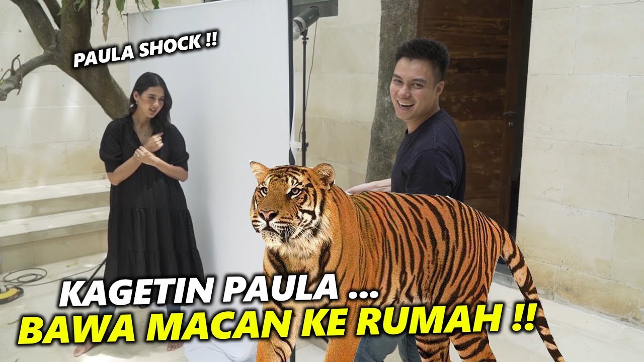 PELIHARA MACAN BUAT TIGER WONG ! PAULA KAGET .. PEMOTRETAN ,LANGSUNG BERHENTI !