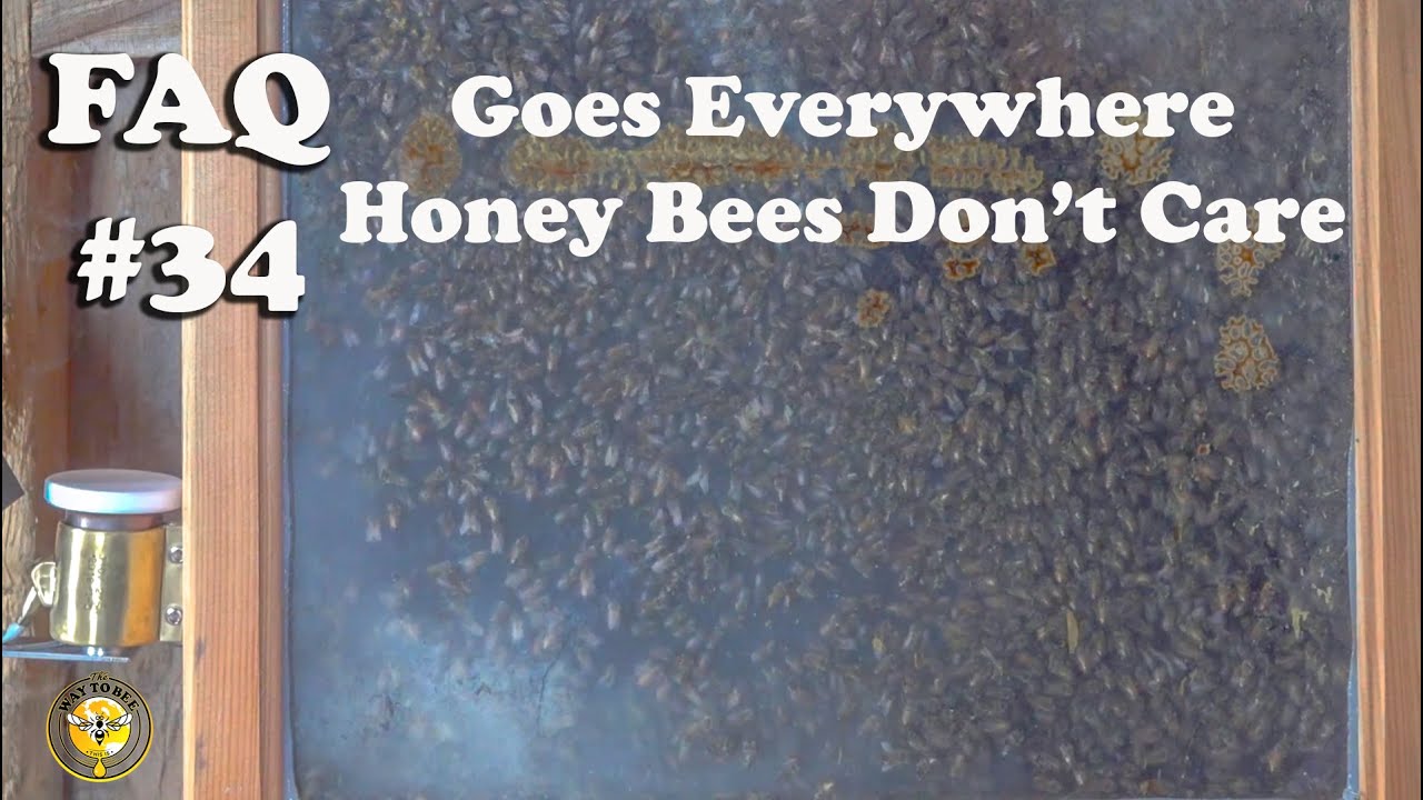 OAV Oxalic Acid Vaporization Mite Control Demonstration, Honey Bee Reaction Inside The Hive