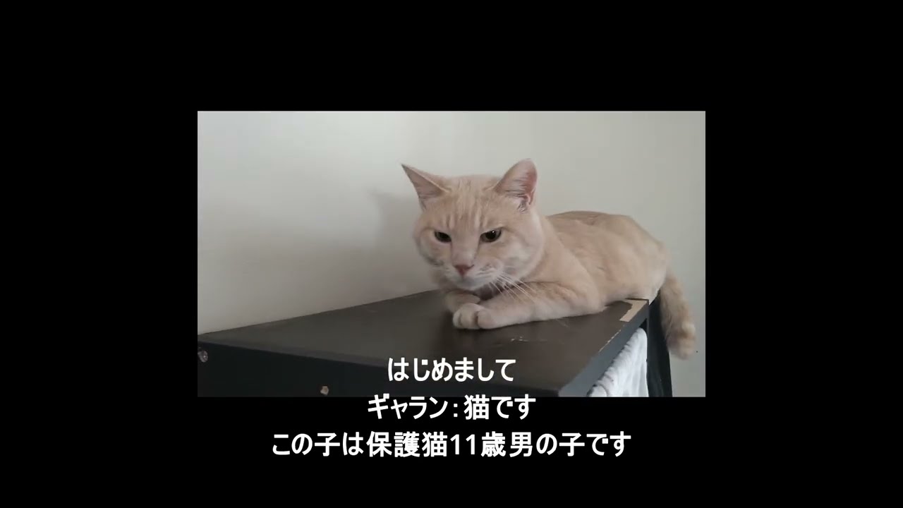 ギャラン：猫　　我が家のギャラン