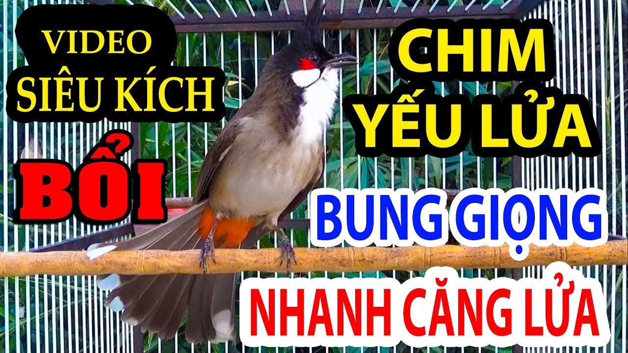 chào mào hót sáng kích bổi - luyện giọng hay ép bổi sổ bọng và căng lửa - chào mào hót đấu