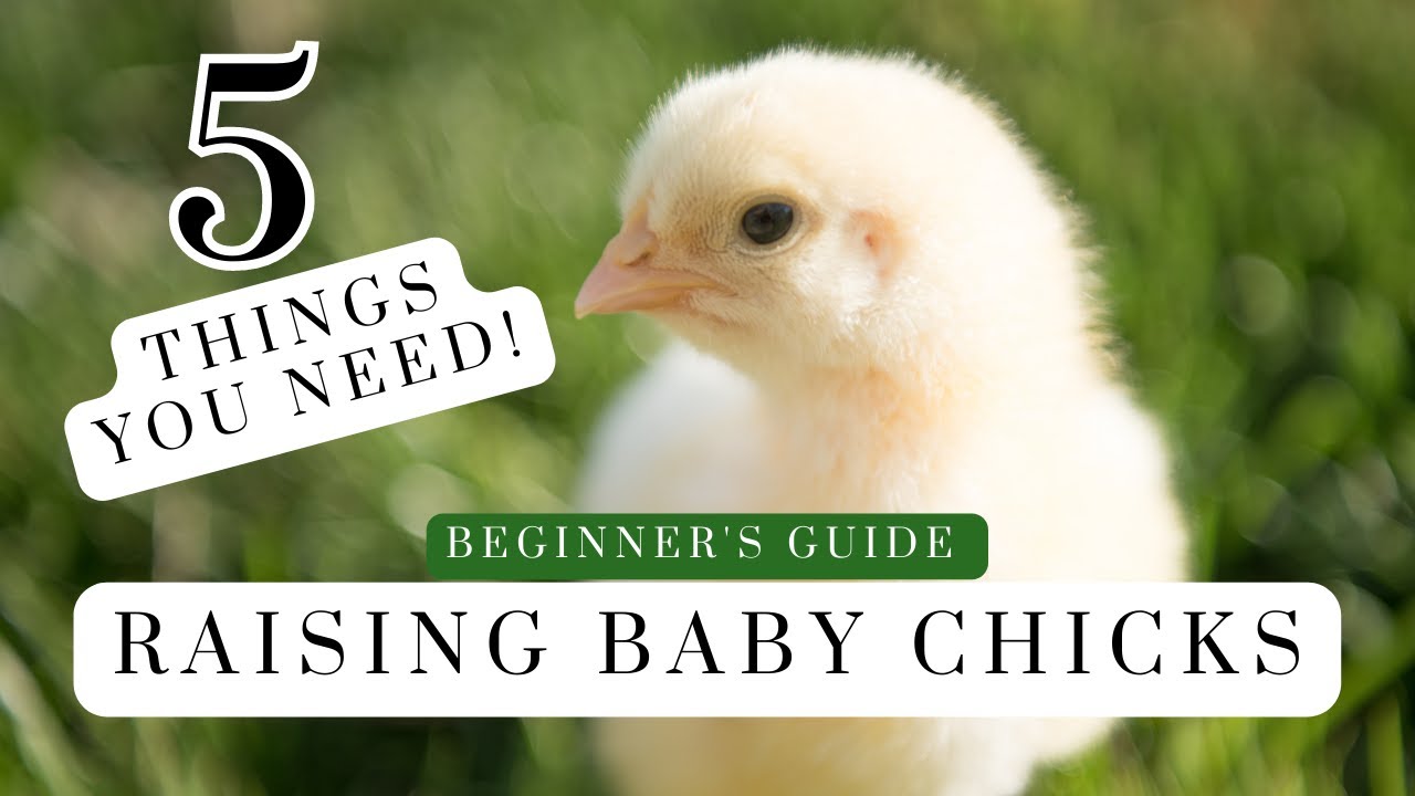 5 Things YOU NEED TO KNOW for raising Baby CHICKS | How To Raise Chickens